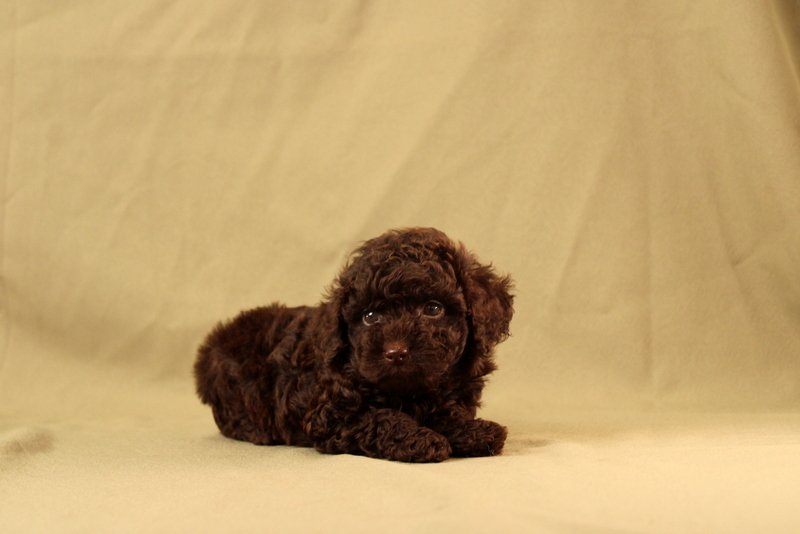 puppy, for, sale, Toy Poodle, Matthew B. Stoltzfus, dog, breeder, Gap, PA, dog-breeder, puppy-for-sale, forsale, nearby, find, puppyfind, locator, puppylocator, aca